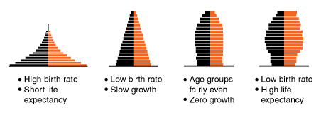 Four population pyramids are shown with dark bars on the left and light on the right of the centre axis. The first has a very wide base and tapers sharply to a point at the top, showing high birth rate and short life expectancy. The second has a wide base and tapers slowly to a narrow apex. It shows low birth rate and slow growth. The third has a moderately wide base and remains parallel until the top quarter where it narrows slightly towards the top. It shows even age groups and zero growth. The fourth pyramid has a moderately wide base and takes a barrel shape, wider at the middle and narrower at the top. It shows low birth rate and high life expectancy. 